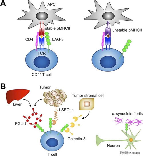 催乳素瘤- PRL升高，溴隐亭治疗有效