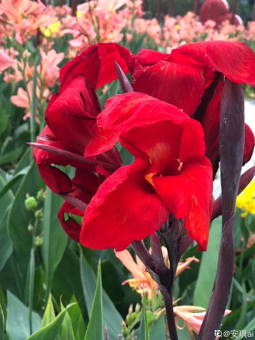 1型糖尿病：胰岛素绝对缺乏——不打胰岛素会死