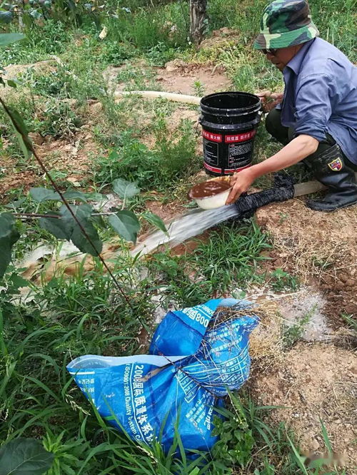 1型糖尿病：胰岛素绝对缺乏——不打胰岛素会死