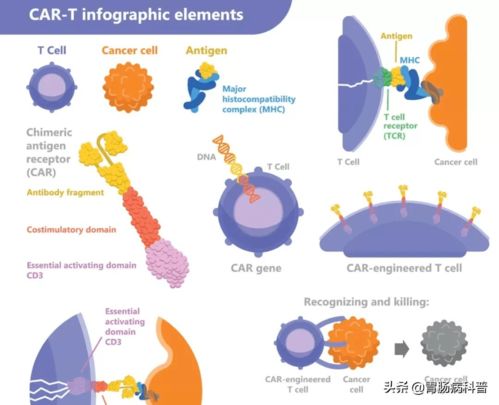 CAR-T：改造T细胞打肿瘤，血液瘤效果好