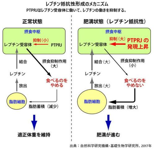 2型糖尿病：胰岛素抵抗+分泌不足——生活方式+药物