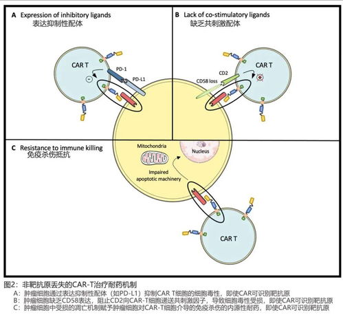 PD-L1：肿瘤细胞上的蛋白，表达高免疫治疗效果好