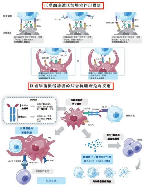 PD-1：免疫治疗药物，激活T细胞