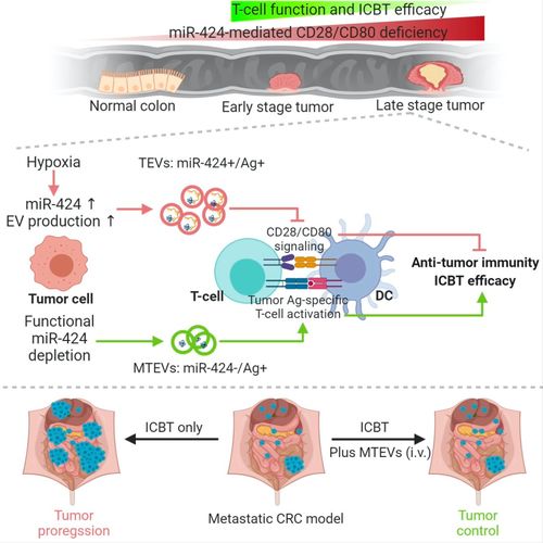 PD-1：免疫治疗药物，激活T细胞