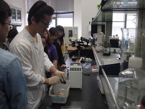 国家,中医,科学,实验室