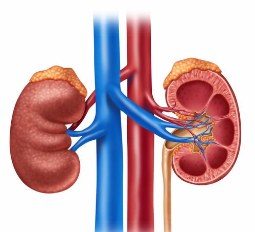 小儿Axitinib能治肾癌吗