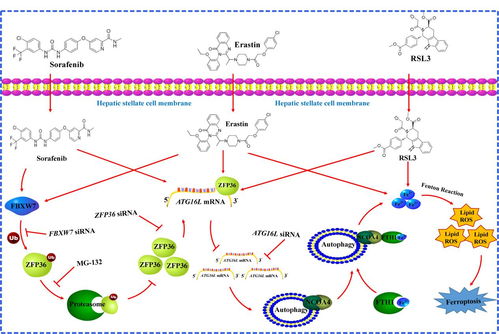 DNA碎片率高，对试管有什么影响