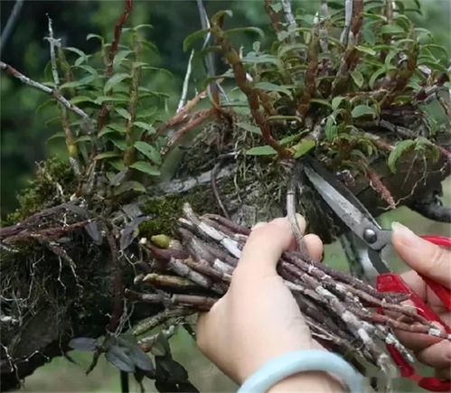 国家,濒危,药材,保护,中心