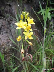 国家濒危药材保护中心