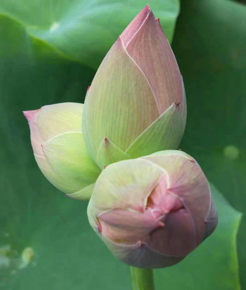 减肥轻断食怎么吃？16+8和5+2哪个更适合你