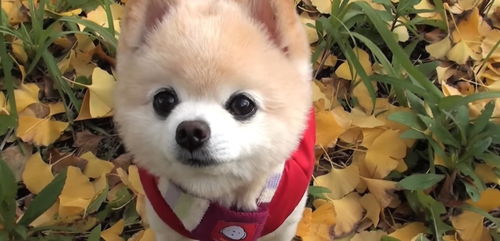 国家,风湿,疫病,临床医学,研究中心