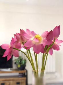 夏至养阳怎么吃