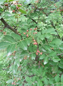 柿蒂,丁香,温中,胃寒,呃逆