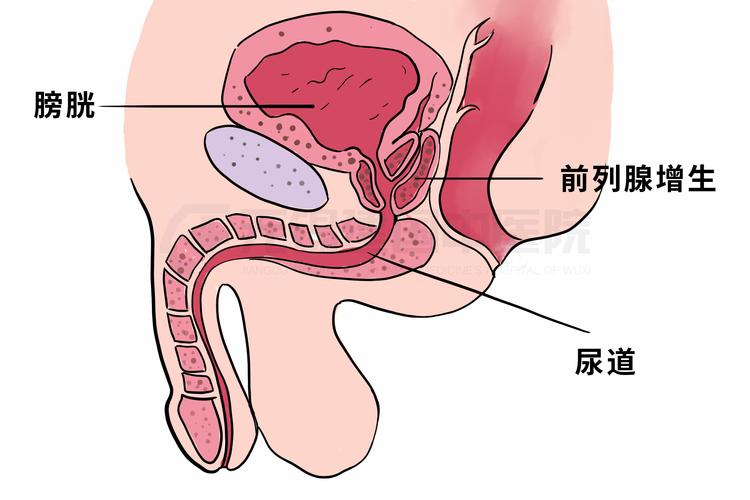 前列腺位置到底在哪个地方