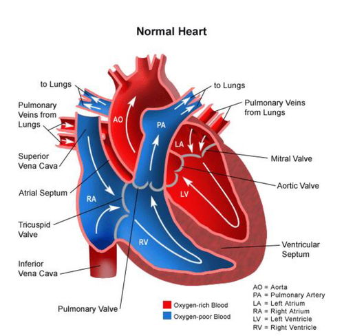 先天性心脏病：成人先心病，没症状还要不要治？