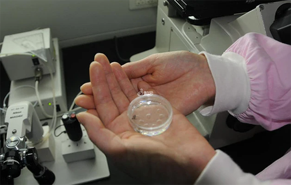 两个女的怎么做试管婴儿