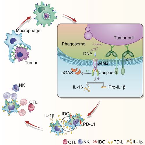 免疫不育：免疫因素导致不孕