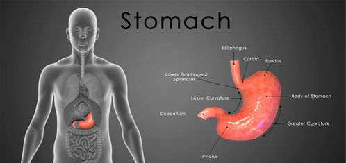 查出幽门螺杆菌，要不要治怎么治