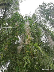 柳絮过敏怎么办