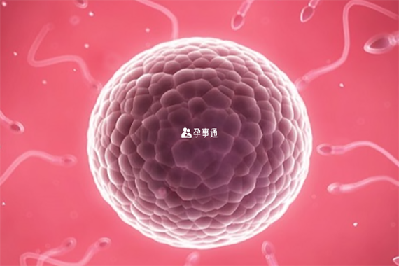 人工受孕和试管婴儿哪个好？卵泡多大取卵