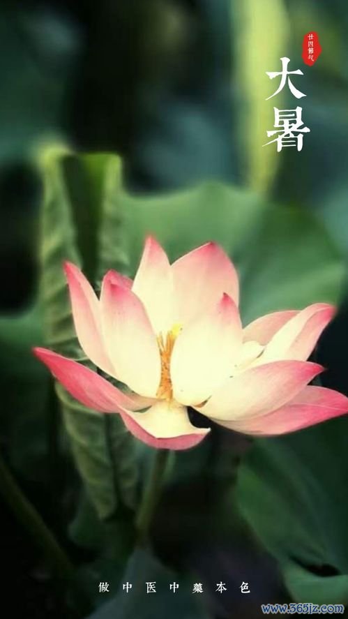 冬病夏治：冬天病夏天治