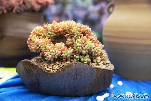 白露,养阴,什么