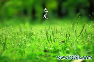 立夏养心吃什么