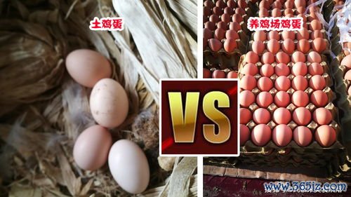 鸡蛋,红皮,白皮,哪个,原来