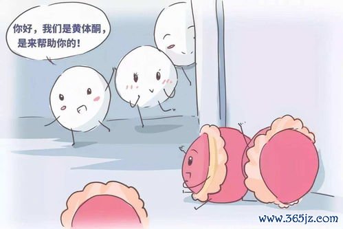 肾阳虚怕冷腰酸怎么调理