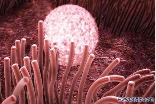 人工授精和试管哪个好怎么选择