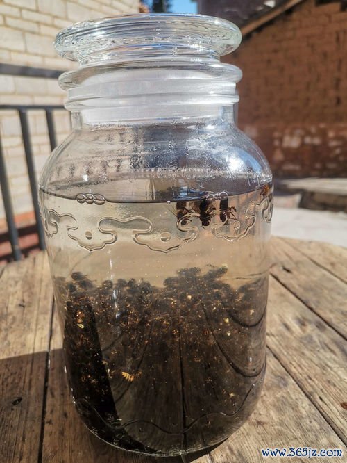 中药,炮制,为什么,重要,酒制