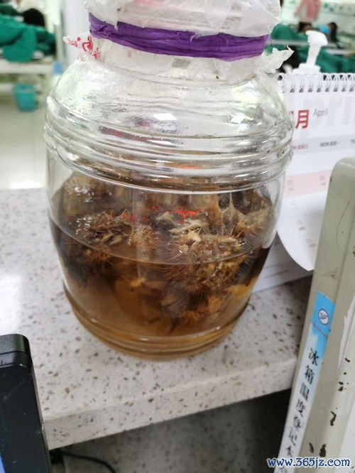 中药酒剂泡什么？滋补药酒风湿药酒怎么泡