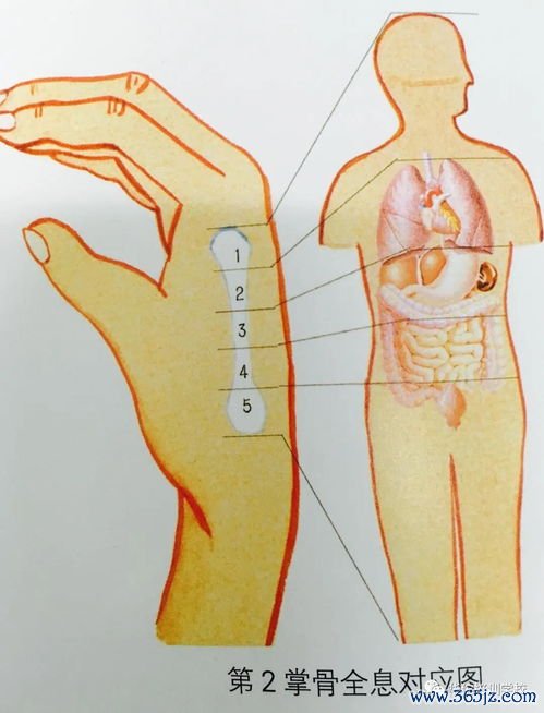 刮痧：刮痧排毒