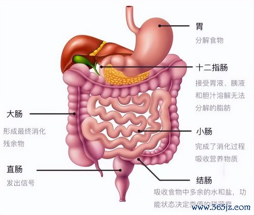 胆囊息肉怎么办？要不要切