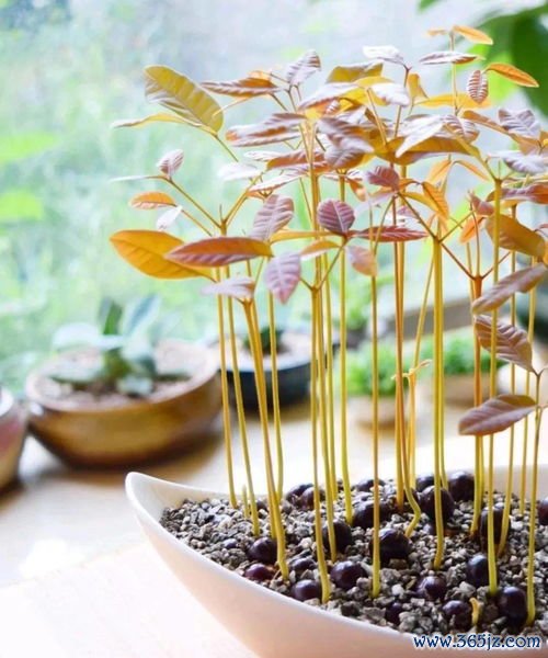 虾和水果一起吃会中毒？别再信了