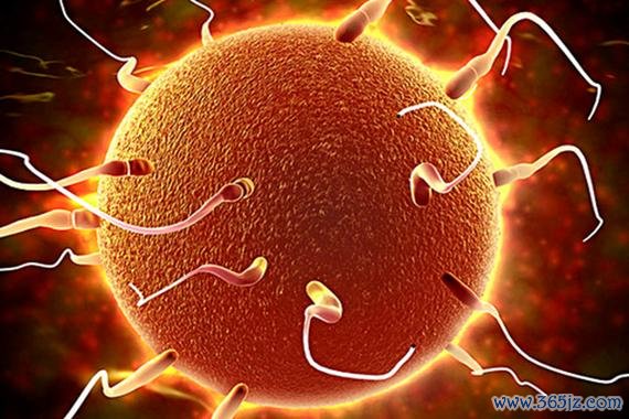 供卵试管婴儿多少钱