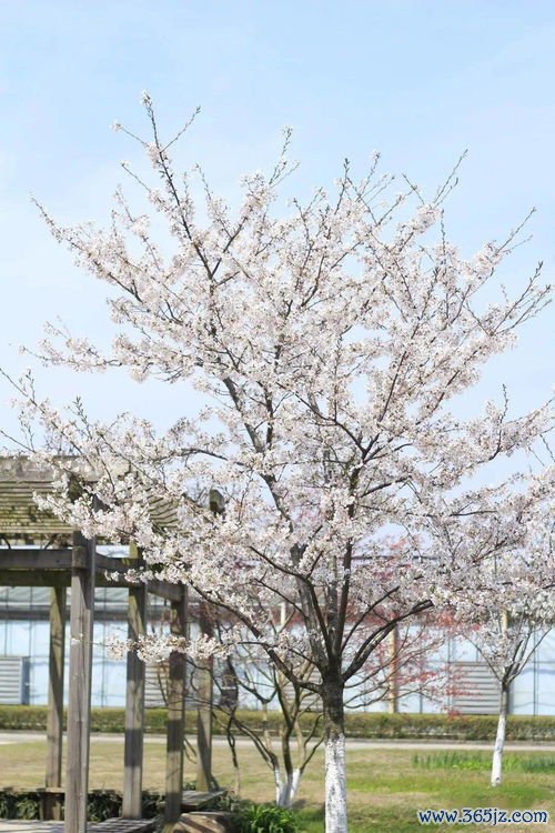 大暑吃什么养生，一年最热时这样吃