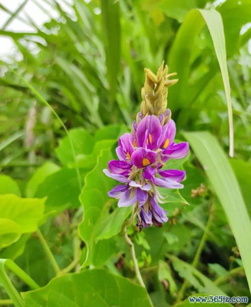 佩兰化湿，佩兰泽兰汤