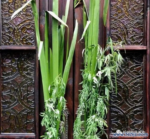 佩兰,化湿,泽兰