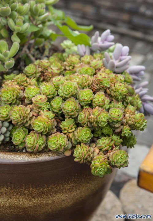 长期,吃素,贫血,3种,素食