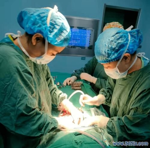 卵子冷冻能保存多久取卵手术疼吗