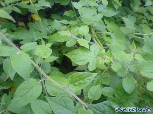 何首乌乌发，首乌延寿丹