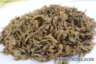 全蝎,通络,牵正