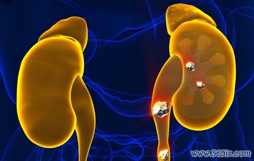 卵巢皮质变薄是衰老吗