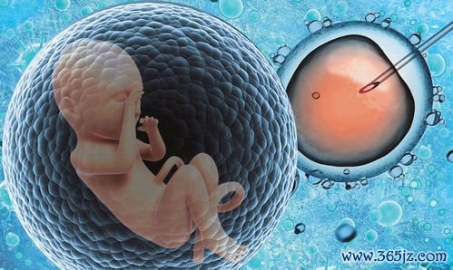 试管婴儿,全部,过程,哪些,技术