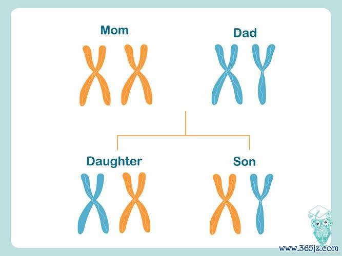 做试管婴儿前染色体