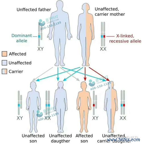 做试管婴儿前染色体