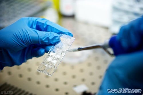 试管婴儿,染色体