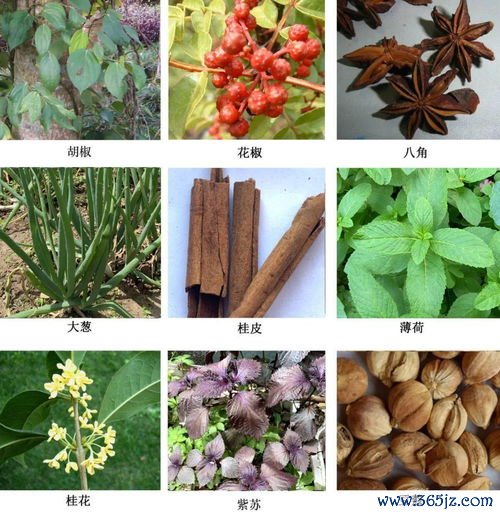 富含铁食物植物铁和动物铁哪个更好吸收 富含铁食物植物铁和动物铁哪个更好吸收