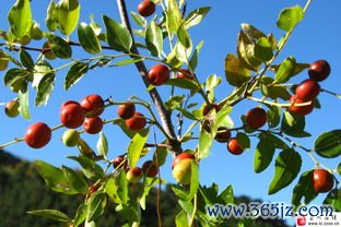 养心,安神,枣仁,柏仁,心血